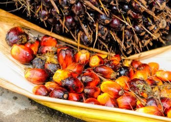 India boycott palm oil from Malaysia