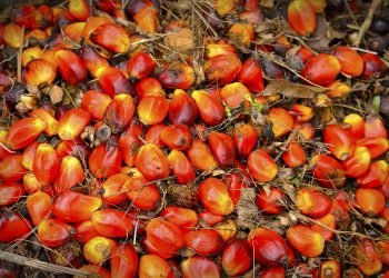 indonesia eu palm oil war
