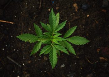 cannadian cannabis shares jump high